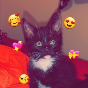 Meet your Posher, Isabella